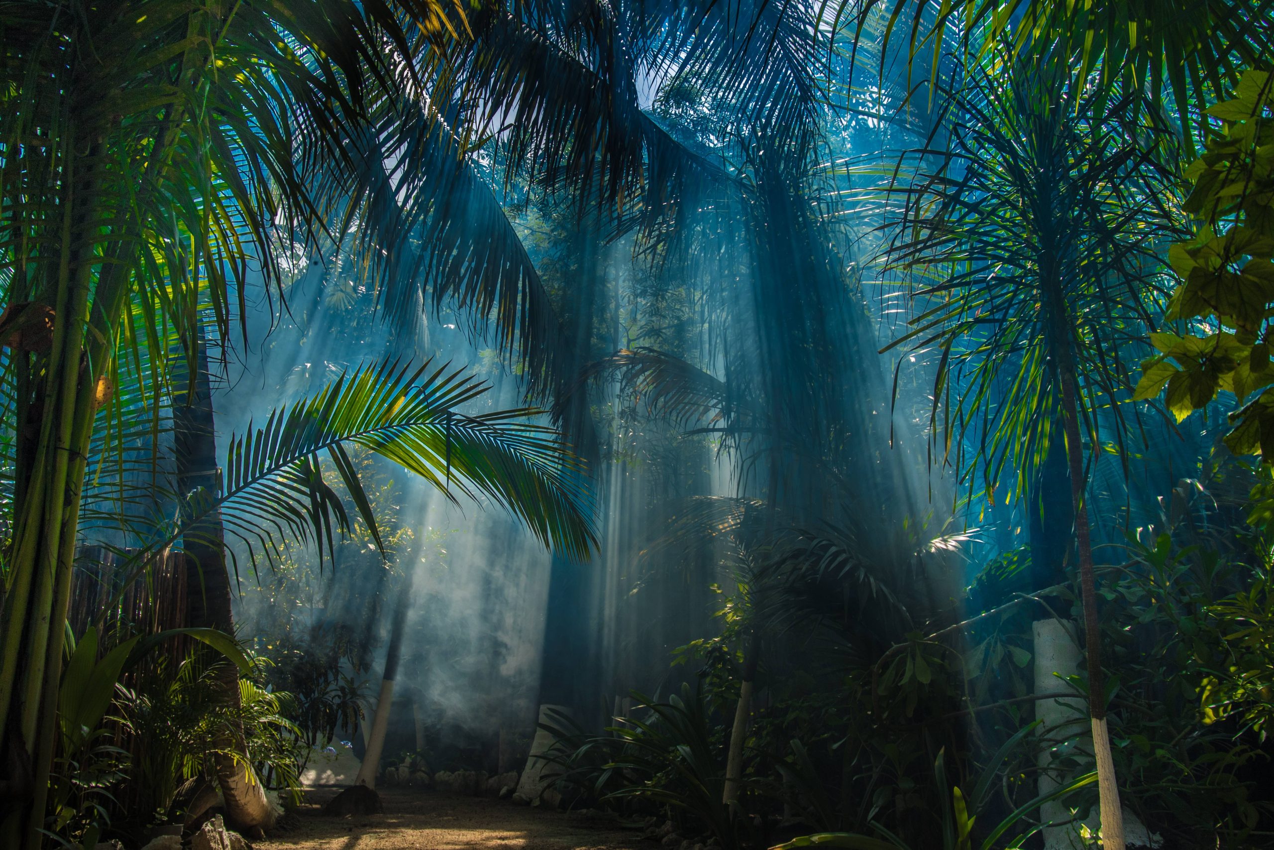 Japachi Inspiration, the Mayan jungle at Conrad Tulum Riviera Maya