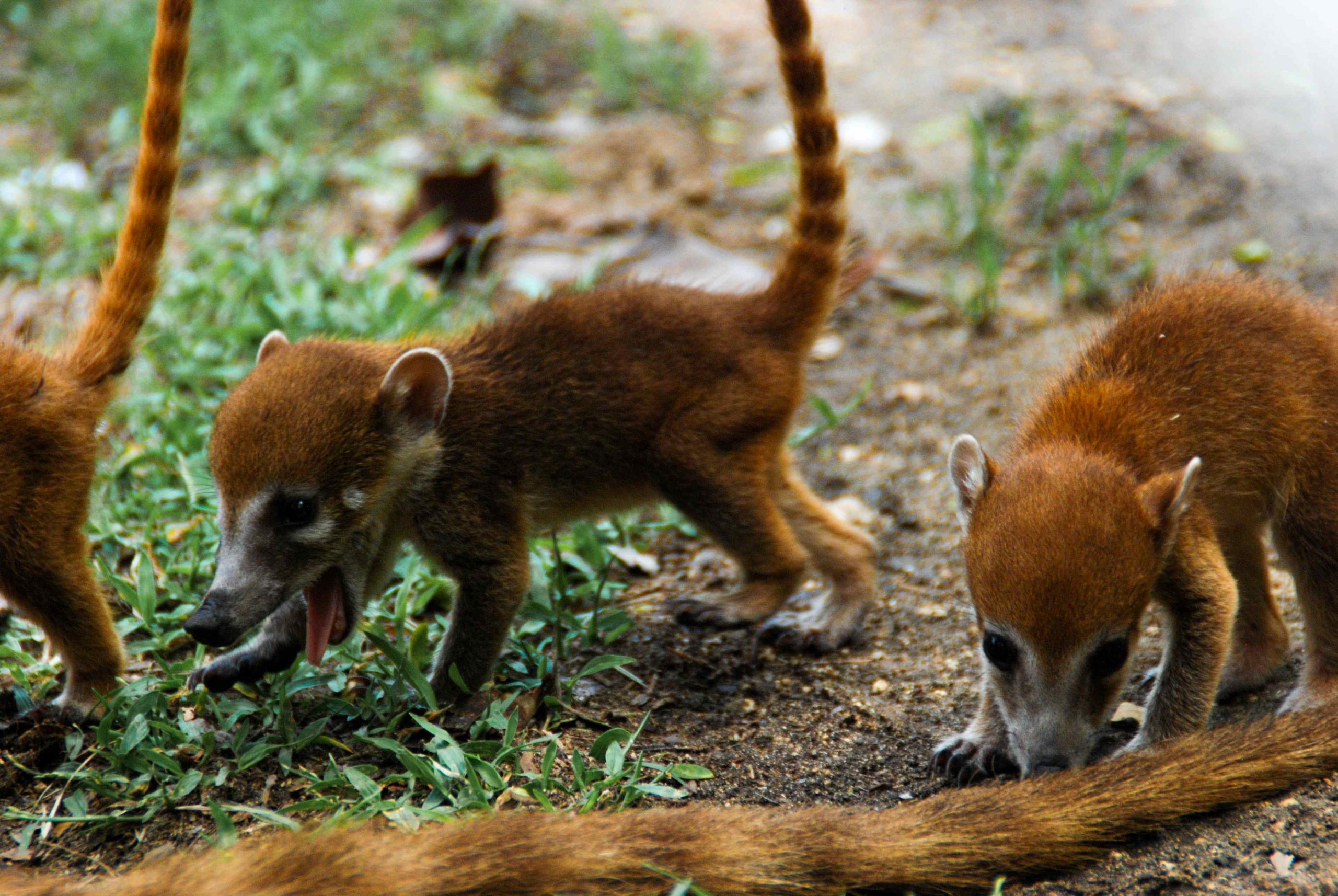 Conrad Tulum Riviera Maya Jungle Tour Experiences, Mythos World. Jungle Passport for kids. Coati wildlife.
