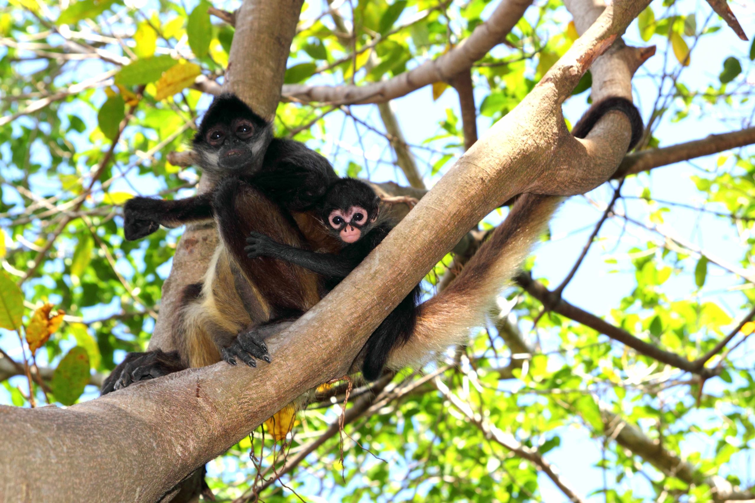 Conrad Tulum Riviera Maya Jungle Tour Experiences, Mythos World. Jungle Passport for kids. Monkey wildlife.